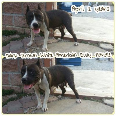 Dark Brown White American Bully - Pit Bull Terrier Dog