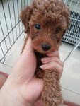 Super Red Tiny Toy Poodle 3 - Poodle Dog