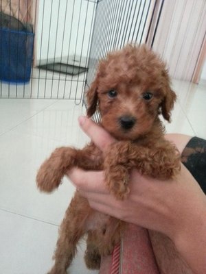 Red Tiny Toy Poodle 3 - Poodle Dog