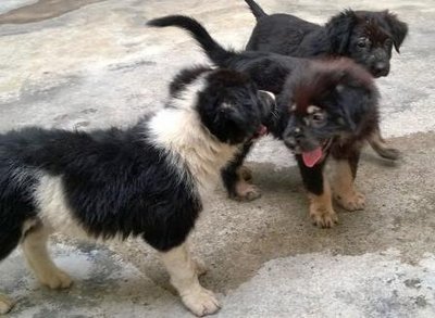 Bubbly Three - Mixed Breed Dog