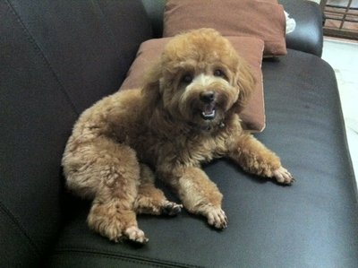 Zai Zai  - Poodle + Shih Tzu Dog