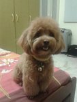 Zai Zai  - Poodle + Shih Tzu Dog