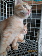 The two male kittens for adoption