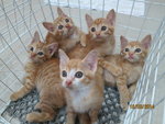 The original 5 Sun kittens, now only left 2 for adoption