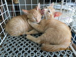 The sun kittens are very close to each other. That's why they have to be adopted together.