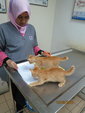 The Sun kittens trying to read what the vet is writing about them. Very playful.