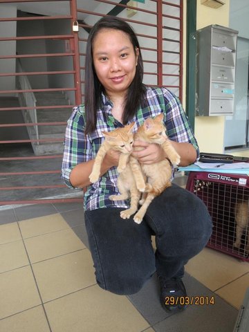 2 Sun Kittens - Domestic Short Hair Cat