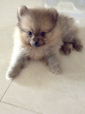 Cream Orange Pomeranian Puppy Mka - Pomeranian Dog