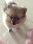 Cream Orange Pomeranian Puppy Mka - Pomeranian Dog