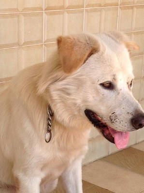 Golden - Labrador Retriever Mix Dog