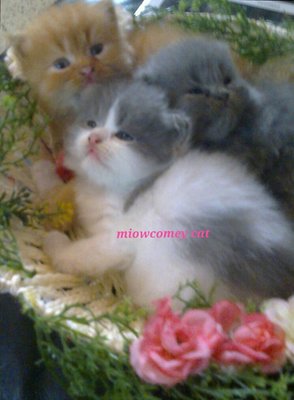 Miowcomey Cat - Persian Cat