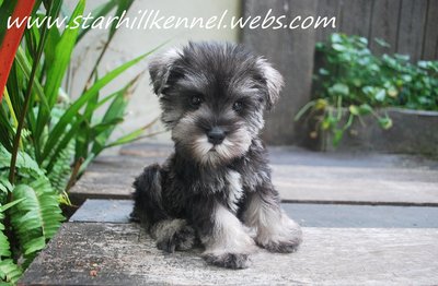 Min.schnauzer Puppies With Mka (M9) - Schnauzer Dog