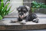 Min.schnauzer Puppies With Mka (M9) - Schnauzer Dog