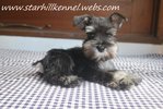 Mka Black &amp; Silver Min Schnauzer  - Schnauzer Dog