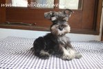 Mka Black &amp; Silver Min Schnauzer  - Schnauzer Dog