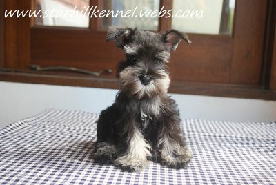 Mka Black &amp; Silver Min Schnauzer  - Schnauzer Dog