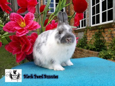 Netherland Dwarfs - Netherland Dwarf Rabbit