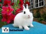 Netherland Dwarfs - Netherland Dwarf Rabbit