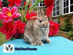 Netherland Dwarfs - Netherland Dwarf Rabbit