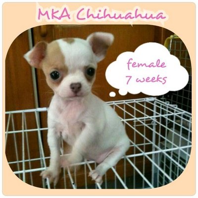 Mka Chihuahua - Chihuahua Dog