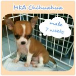 chihuahua male