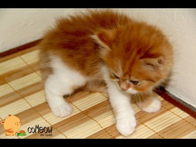 Cutie Cutie - Persian Cat