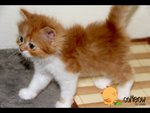 Cutie Cutie - Persian Cat