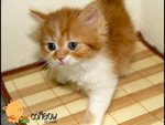 Cutie Cutie - Persian Cat