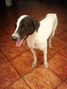 Skinny Aka Sheena - Mixed Breed Dog