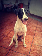 Skinny Aka Sheena - Mixed Breed Dog