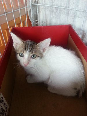 Snowie - Abyssinian + American Curl Cat