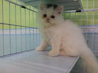 Charming White Persian Kitten- Male - Persian Cat