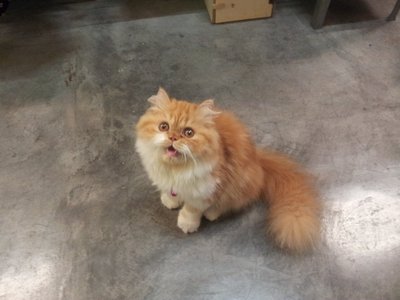 Handsome Ginger Persian Kitten Male - Persian Cat