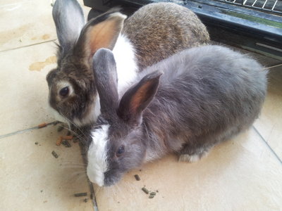 Fifi And Fafa  - American + Angora Rabbit Rabbit