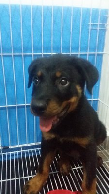 Zai Zai - Rottweiler Dog