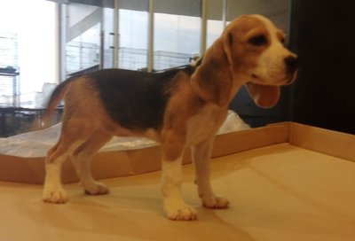 Beagle - Big Bone And Nice Quality - Beagle Dog