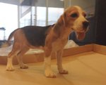 Beagle - Big Bone And Nice Quality - Beagle Dog