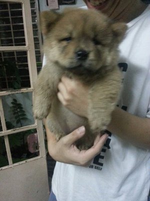 Chow Chow Puppy - Chow Chow Dog