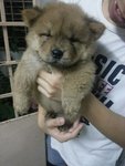 Chow Chow Puppy - Chow Chow Dog