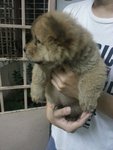 Chow Chow Puppy - Chow Chow Dog