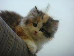 Baby - Persian Cat