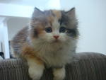 Baby - Persian Cat