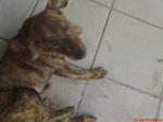 Tiger In New Home.... - Mixed Breed Dog