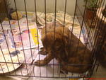 Tiger In New Home.... - Mixed Breed Dog