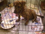 Tiger In New Home.... - Mixed Breed Dog