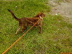 Tiger In New Home.... - Mixed Breed Dog