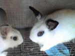 PF5518 - Hotot + Angora Rabbit Rabbit