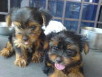 Yorkshire Terrier Puppies - Yorkshire Terrier Yorkie Dog