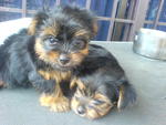 Yorkshire Terrier Puppies - Yorkshire Terrier Yorkie Dog