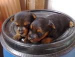 Silky Terrier Puppies - Silky Terrier Dog